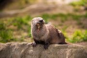 otter standing on a rock with prey in the teeth