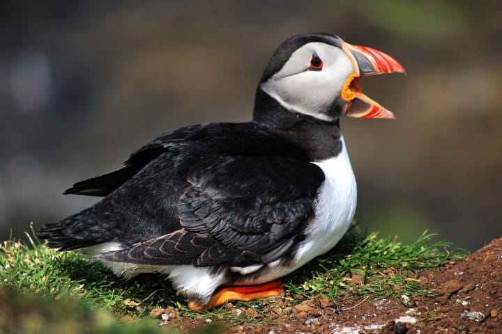 puffin with open beak