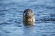 Common seal, head shot, swimming in the sea. close up