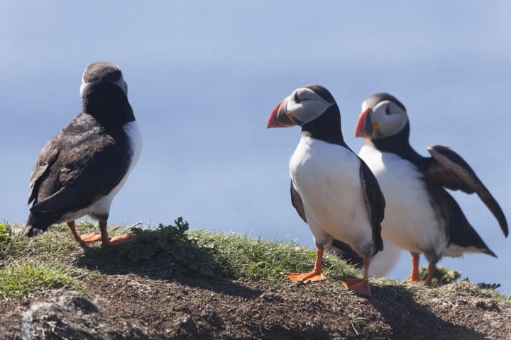 Puffin. Three puffins stand on the ground facing each other. The blue of the ocean can be seen in the background. Two puffins stand facing the other puffin, who is looking out towards the ocean.