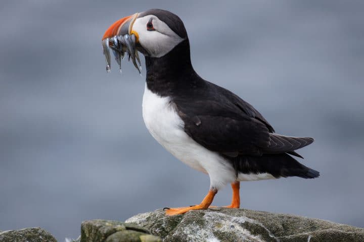 Puffin with Mouthful of Fish
