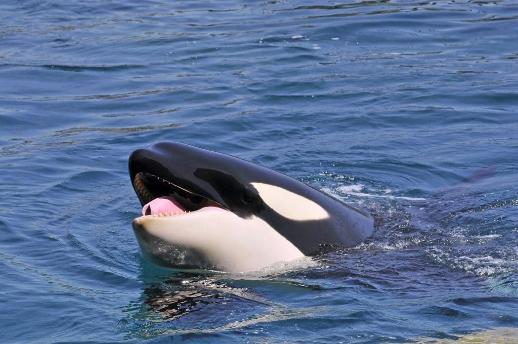 kilda cruises orca