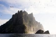 Northern gannets seen on top of the steep cliffs of St Kilda