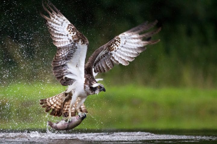 Osprey fishing and hunting on a Scottish loch.