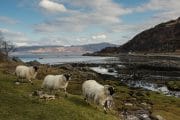The seaweed covered shoreline at Glenuig, Scotland overlooking the Sound of Arisaig with three sheep in the foreground