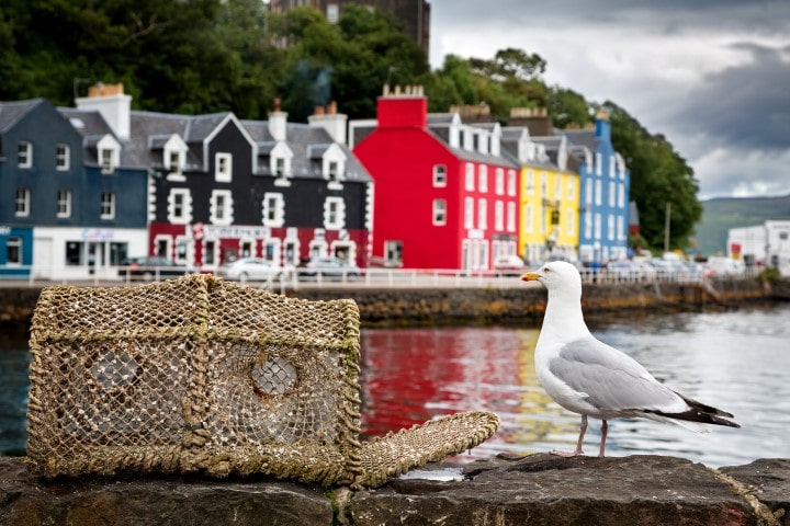 Selective focus on a seagull on the quayside, with the colourful village of Tobermory in the background. Isle of Mull, Scotland, UK