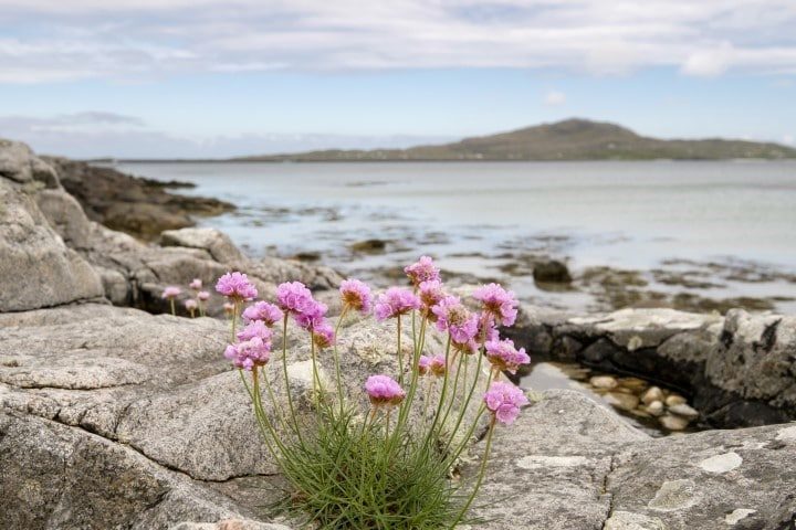 Thrift or Sea Pink flowers (Armeria maritima) growing amongst rocks on the beach with view to Eriskay from Kilbride, South Uist, Outer Hebrides, Western Isles, Scotland, UK, Britain, Europe